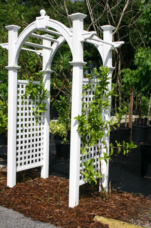 Arbor Replacement in Conroe, TX