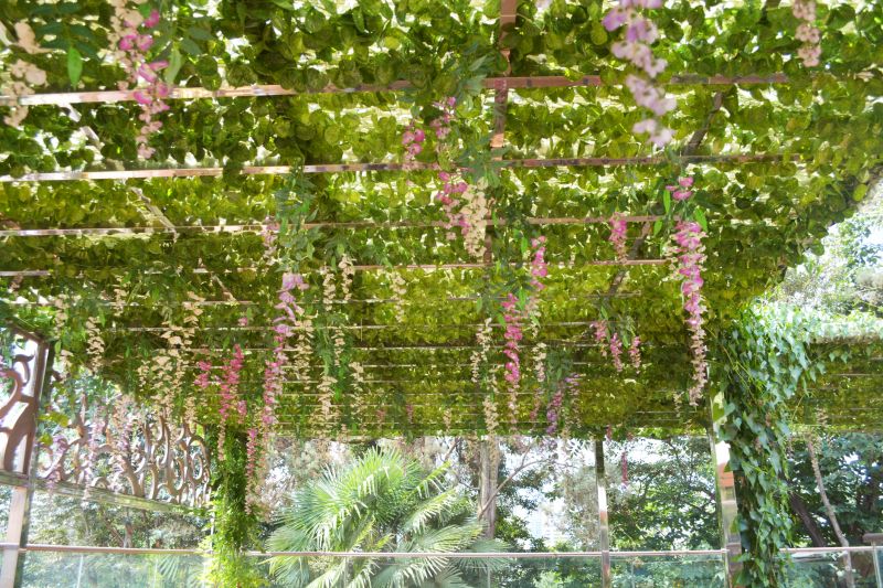 Grape Trellis Installation in Conroe, TX