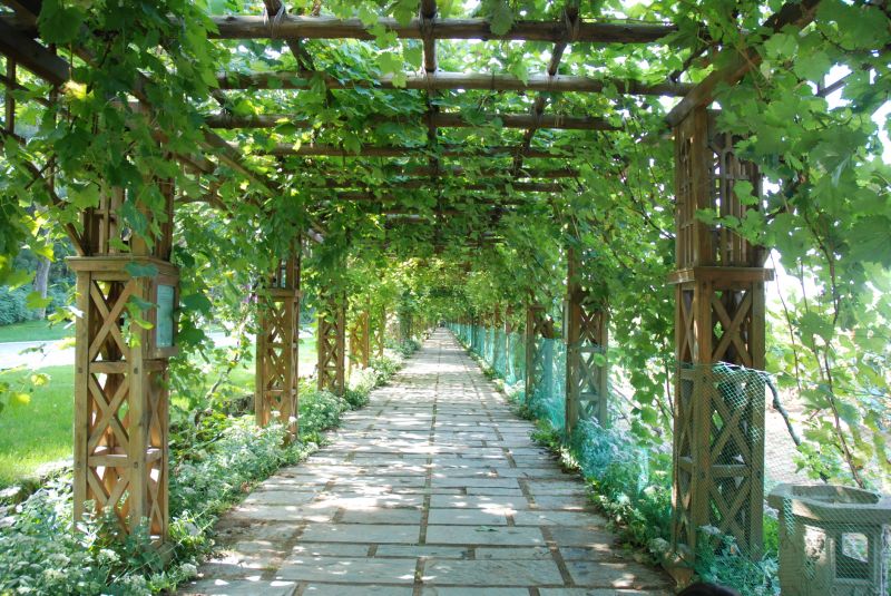 Vineyard Trellis Installation in Kansas City, KS