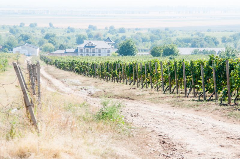 Vineyard Trellis Construction
