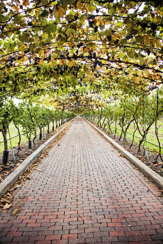 Vineyard Trellis Construction