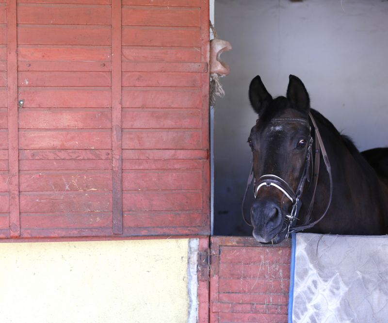 Horse Stall Repair in Alpharetta, GA