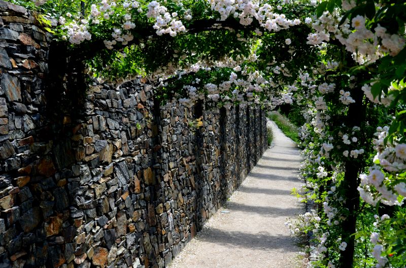 Rose Trellis Installation in Kansas City, KS