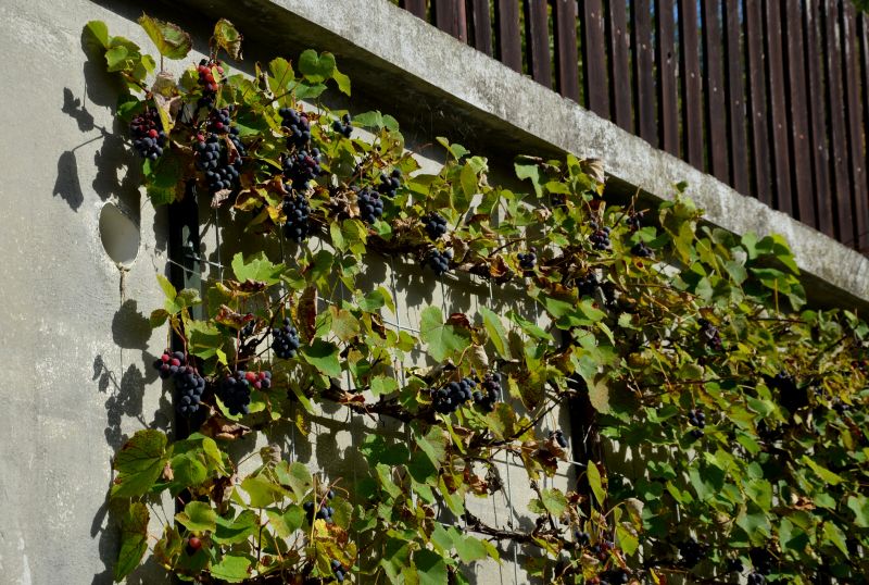 Vineyard Trellis Installation in Kansas City, KS
